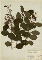 藏品(海州常山)的圖片